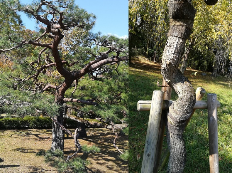 Слева - сосна. Справа - формируемое дерево. Киото, парк Нидзё.