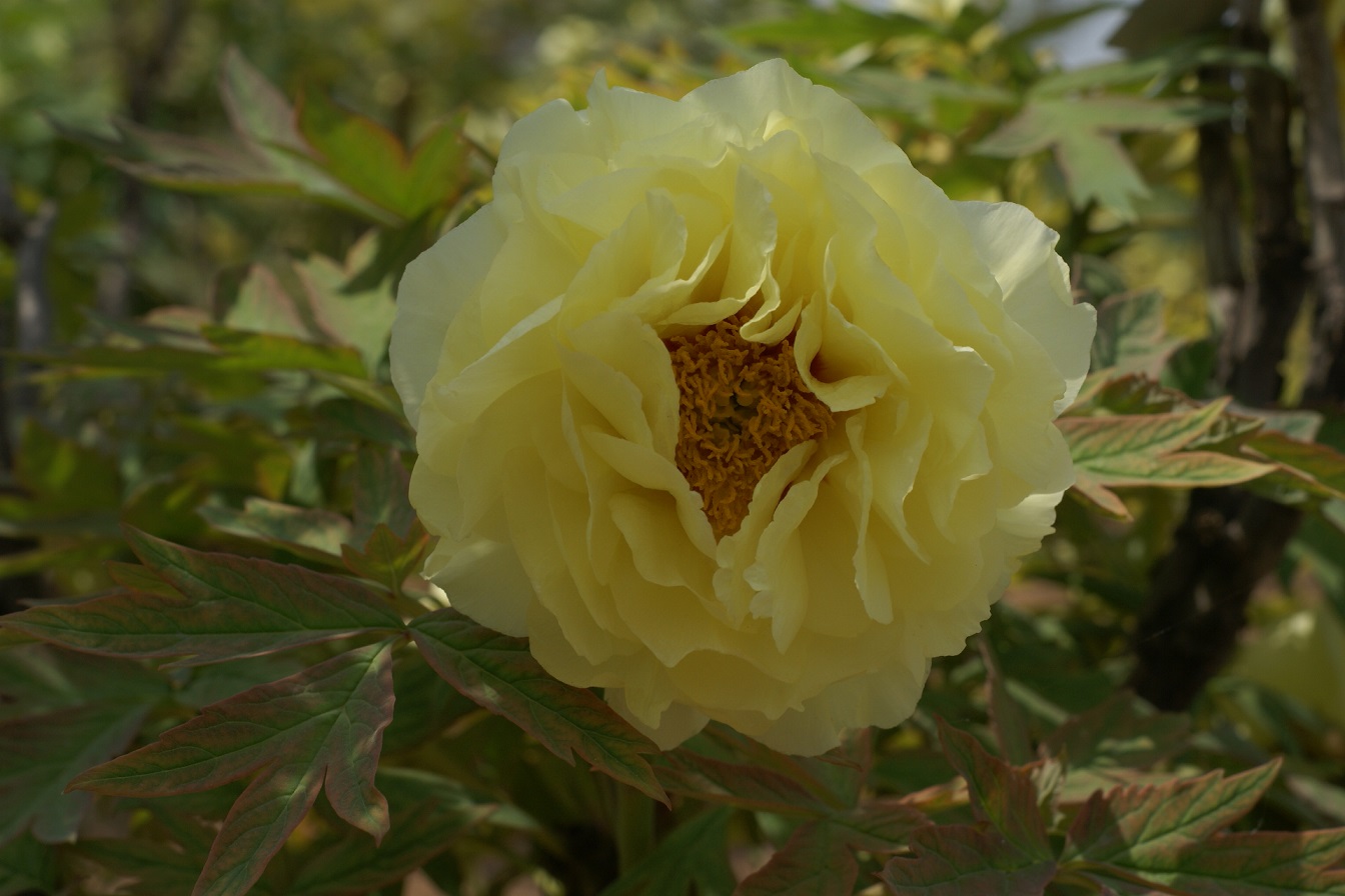 Цветок пиона в Лоянском саду.