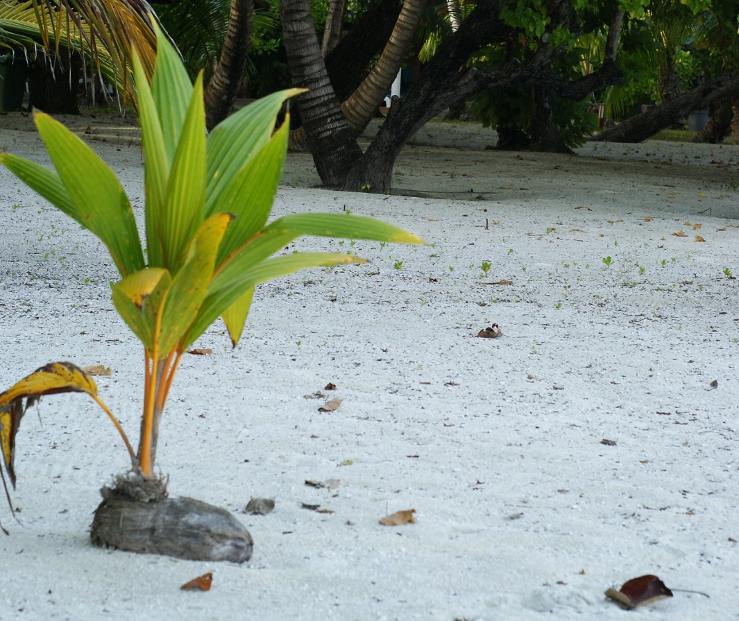 Молодая кокосовая пальма. Мальдивы, остров Мееру, Диффуши.