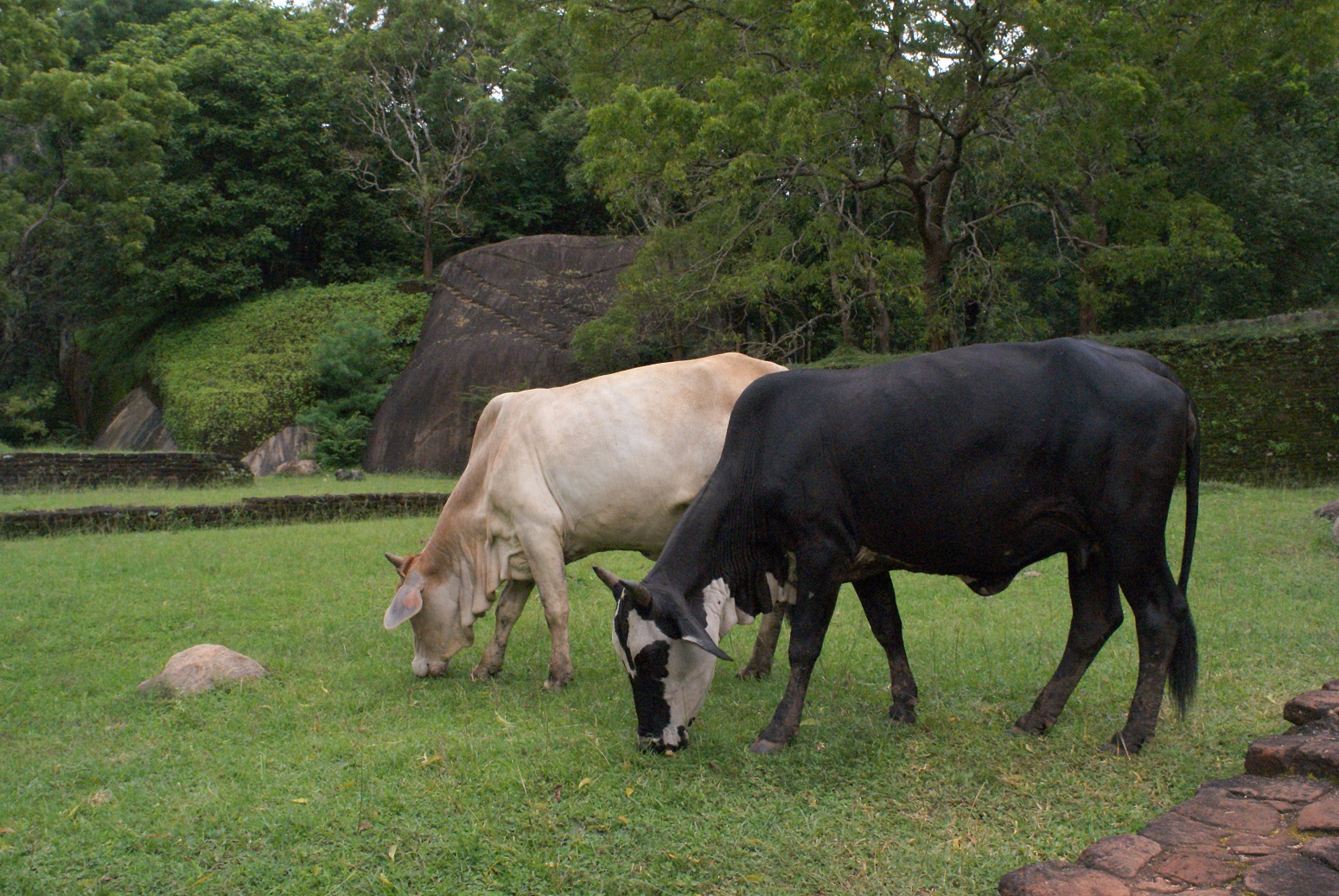 Коровы пасутся на газоне
