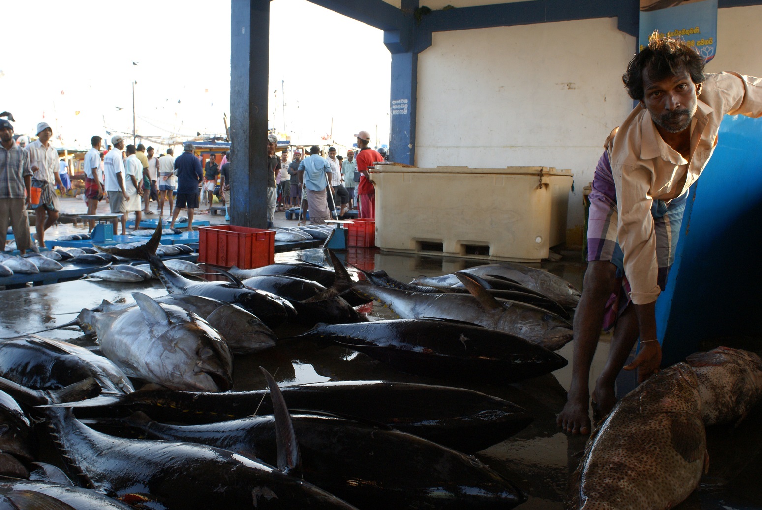 Рыбный рынок в Калутаре.